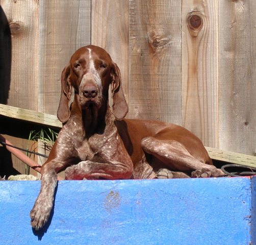 Plucky Puppy Well Trained Alumni: June