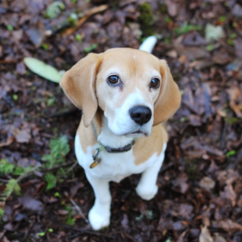 Plucky Puppy Well Trained Alumni: Leda
