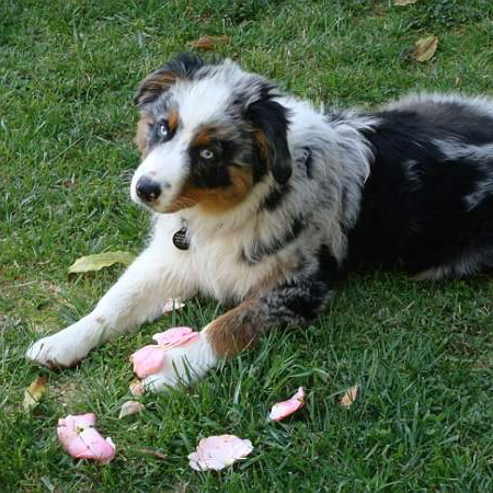 Plucky Puppy Well Trained Alumni: Houghton