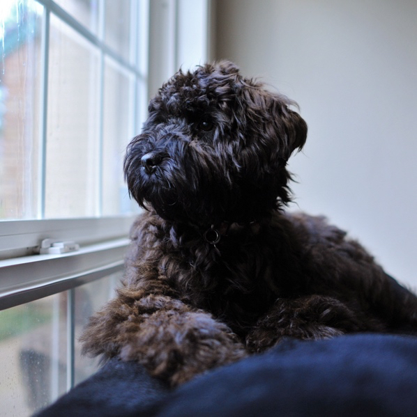 Plucky Puppy Well Trained Alumni: Rosie