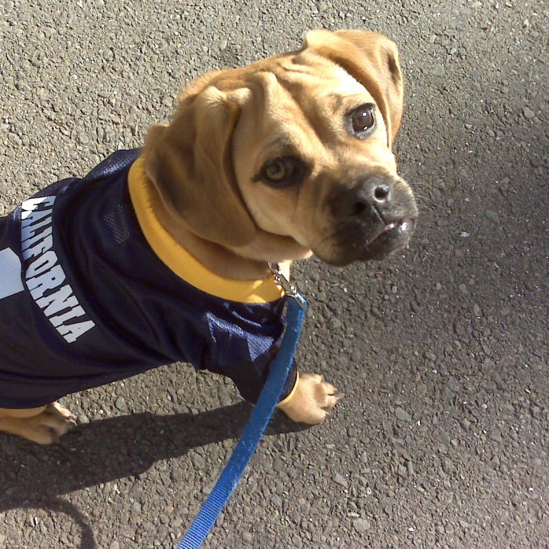 Plucky Puppy Well Trained Alumni: Ollie