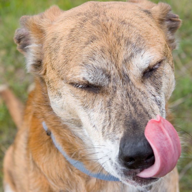 The Original Plucky Puppy: Marley by Lucien Gamache