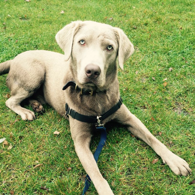 Plucky Puppy Well Trained Alumni: Dash