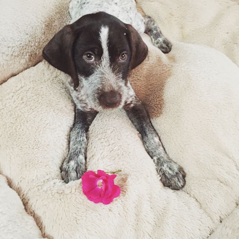 Plucky Puppy Well Trained Alumni: Gimli